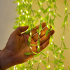Гірлянда 200 Led зелена верба теплий білий SF-56