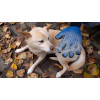 Рукавичка для вичісування шерсті True Touch, Тру Тач, Pet Glove